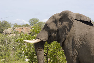 Image showing African Elephant