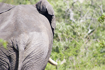 Image showing African Elephant