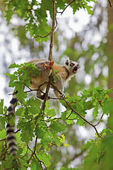 Image showing Lemur