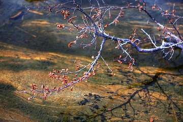 Image showing Floating branch