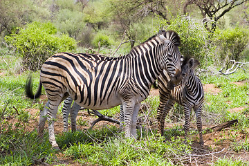 Image showing Burchell's zebra