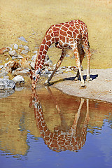 Image showing Giraffe