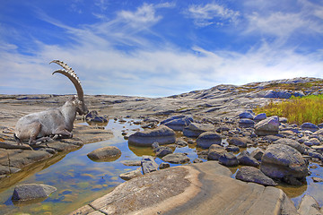 Image showing Alpine Ibex