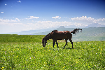 Image showing Horse grazing in mountains