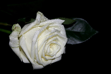 Image showing Rose with water drops