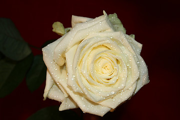 Image showing Rose with water drops