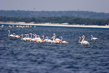 Image showing Seabirds Mozambique