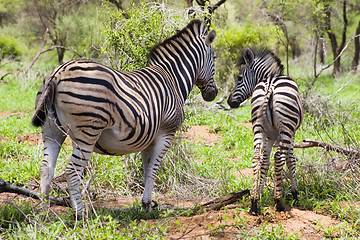 Image showing Burchell's zebra