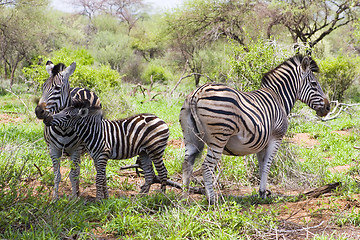 Image showing Burchell's zebra