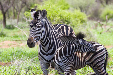 Image showing Burchell's zebra