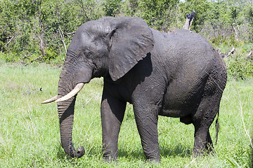 Image showing African Elephant