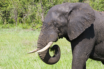 Image showing African Elephant