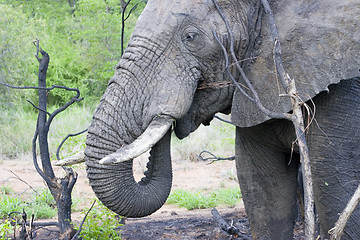 Image showing African Elephant