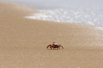 Image showing Crab on beach