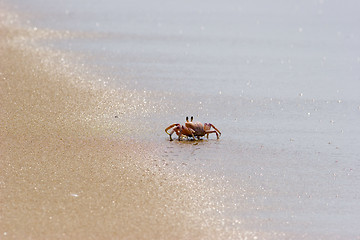 Image showing Crab on beach