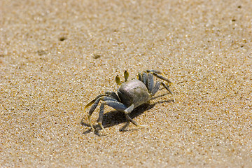 Image showing Crab on beach