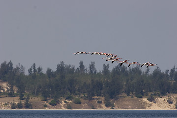 Image showing Seabirds Mozambique