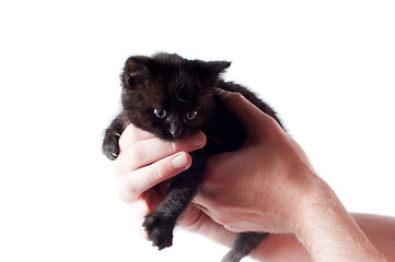 Image showing Little cute kitten