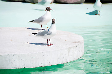 Image showing Seagulls