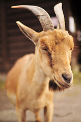 Image showing Goat