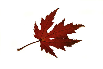 Image showing Maple leaf