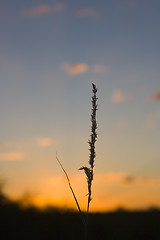 Image showing African sunset