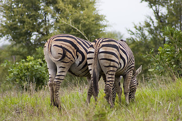 Image showing Burchell's zebra