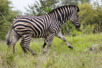 Image showing Burchell's zebra