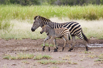 Image showing Burchell's zebra