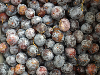 Image showing Prunes