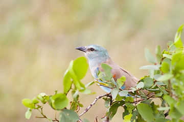 Image showing European roller