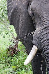 Image showing African Elephant