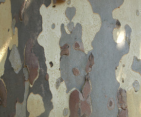 Image showing Bark