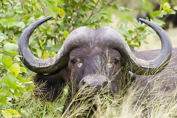 Image showing Cape buffalo