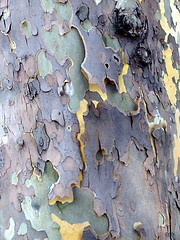 Image showing Bark