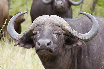Image showing Cape buffalo