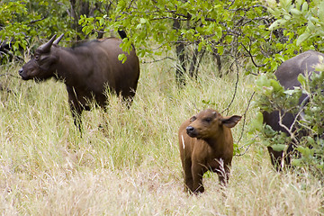 Image showing Cape buffalo