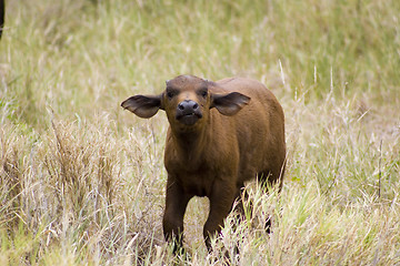 Image showing Cape buffalo