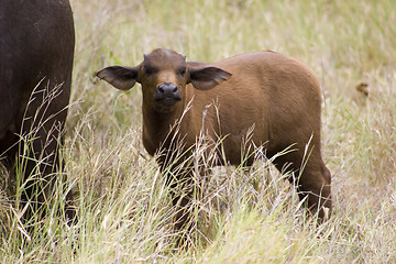 Image showing Cape buffalo