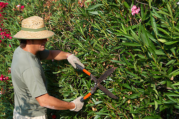 Image showing Gardener pruning