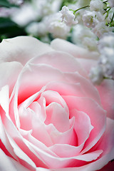 Image showing Pink Rose, Close Up