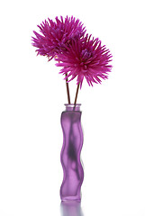 Image showing Two purple dalia flower
