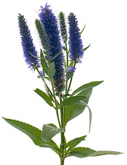 Image showing Veronica flowering spikes