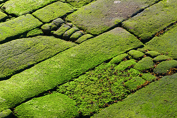 Image showing Rocks covered in green algae