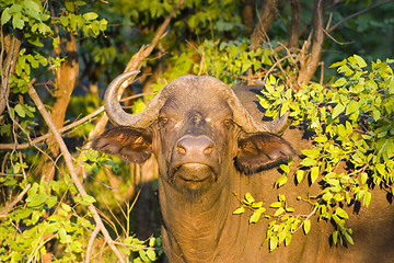 Image showing Cape buffalo