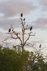 Image showing Marabou stork