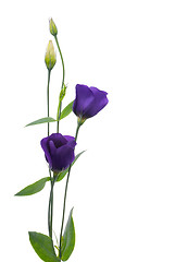 Image showing Beautiful violet flower