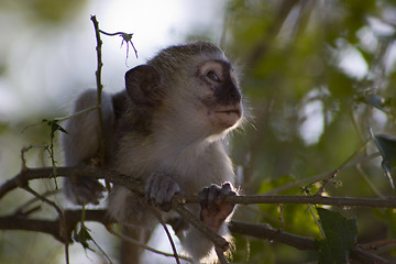 Image showing Vervet monkey