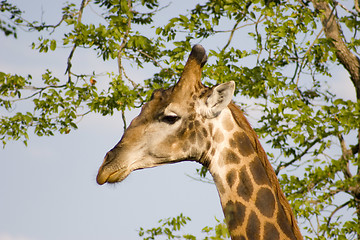 Image showing Giraffe