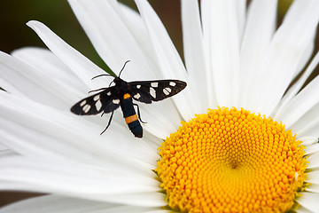 Image showing Black moth.